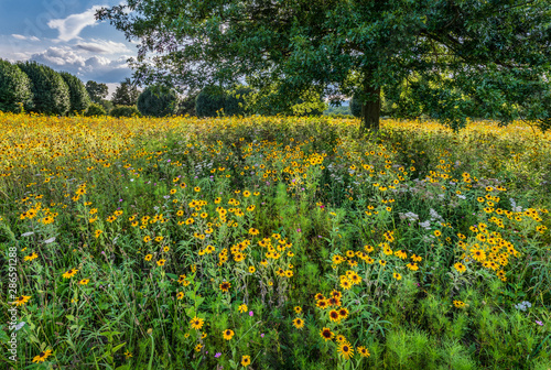 Black-eyed Susans and other native wildflowers in a meadow in central Virginia. 