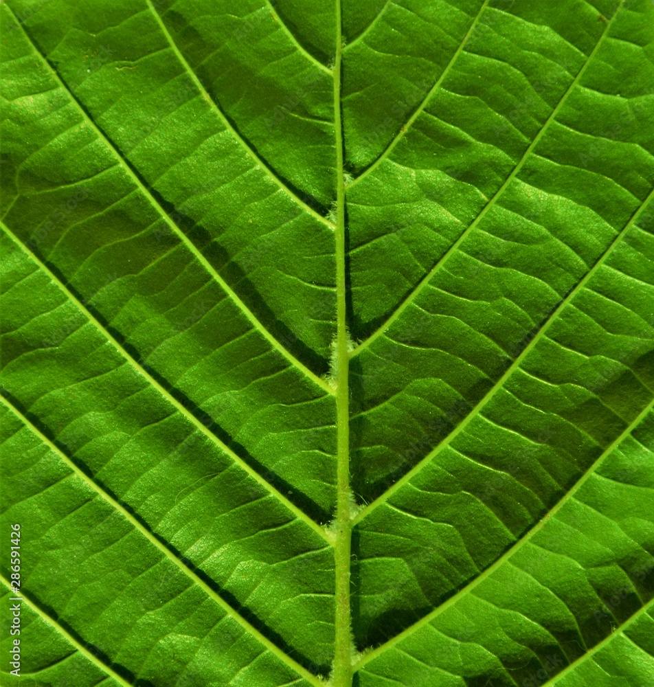 the ribs of a leaf the ribs of a leaf