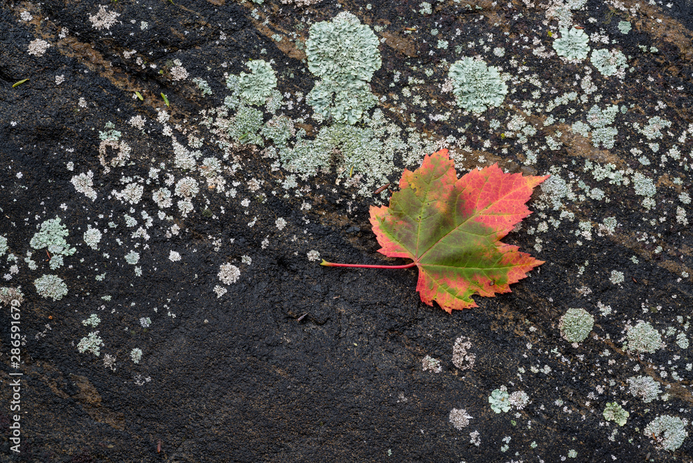 Leaf of red maple (Acer rubrum) on lichen-encrusted boulder on shore of island in the Georgian Bay archipelago. Leaf of red maple (Acer rubrum) on lichen-encrusted boulder on shore of island in the Georgian Bay archipelago.