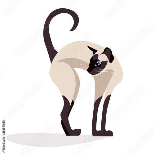 Siamese cat. siam Cute elegant, graceful realistic cat . isolated on white. kawaii vector illustration