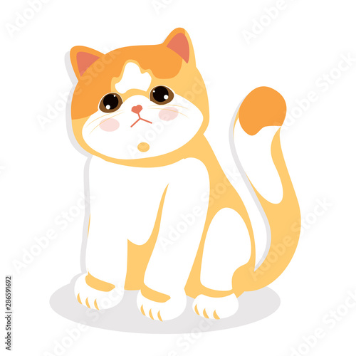 Exotic shorthair cat, sitting isolated. little sweet kitty. background vector illustration