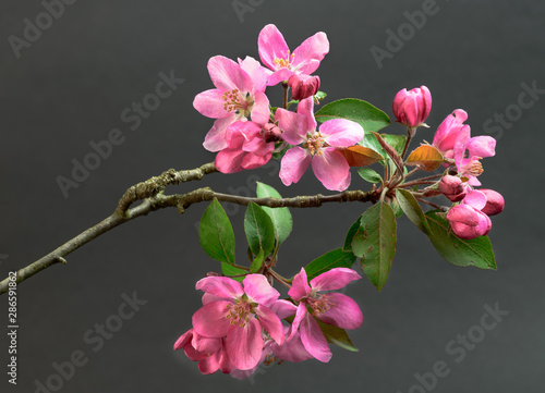 Flowers of flowering crabapple tree in spring photo