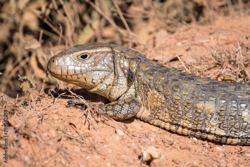 Paraguay caiman lizard (Dracaena paraguayensis) at the Transpantaneira, Pantanal, the world largest wetland, Mato Grosso, Brazil, South America photo