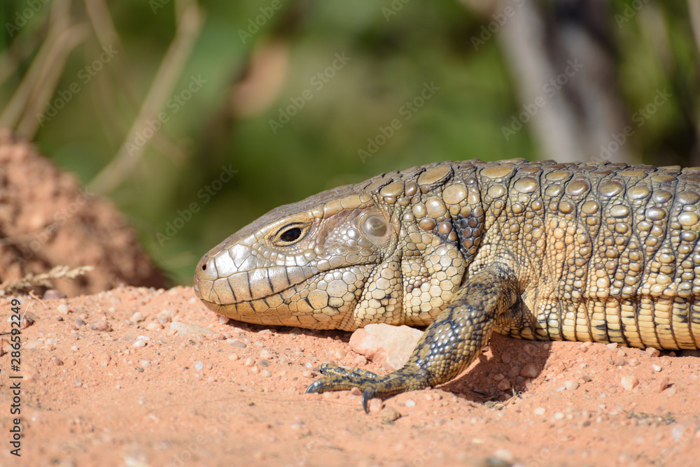 Paraguay caiman lizard (Dracaena paraguayensis) at the Transpantaneira, Pantanal, the world largest wetland, Mato Grosso, Brazil, South America Paraguay caiman lizard (Dracaena paraguayensis) at the Transpantaneira, Pantanal, the world largest wetland, Mato Grosso, Brazil, South America