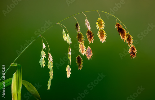 Fotografija Seeds of northern sea oats (Chasmanthium latifolium) in various stages of maturity, backlit by sun in early autumn