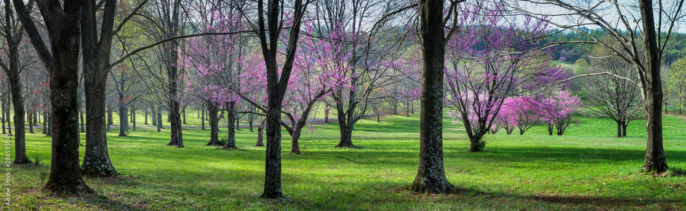 Eastern redbud trees growing among oaks and other hardwoods in central Virginia. Eastern redbud trees growing among oaks and other hardwoods in central Virginia.