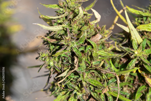 Hemp Cannabis Marijuana CBD Plants Farm
