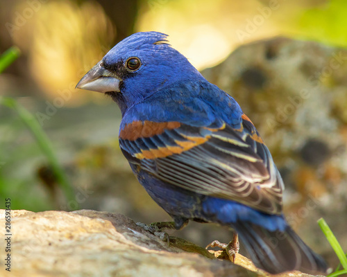 Blue grosbeak