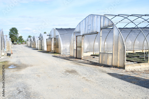 Green House Farming