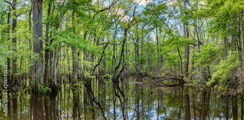 An open area of the Four Holes Swamp in South Carolina. This 17,000+ acre preserve is the largest remaining stand of virgin bald cypress/tupelo gum forest in the world. 