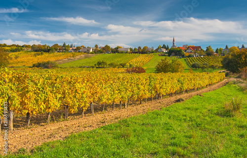 Nice vineyard in the morning