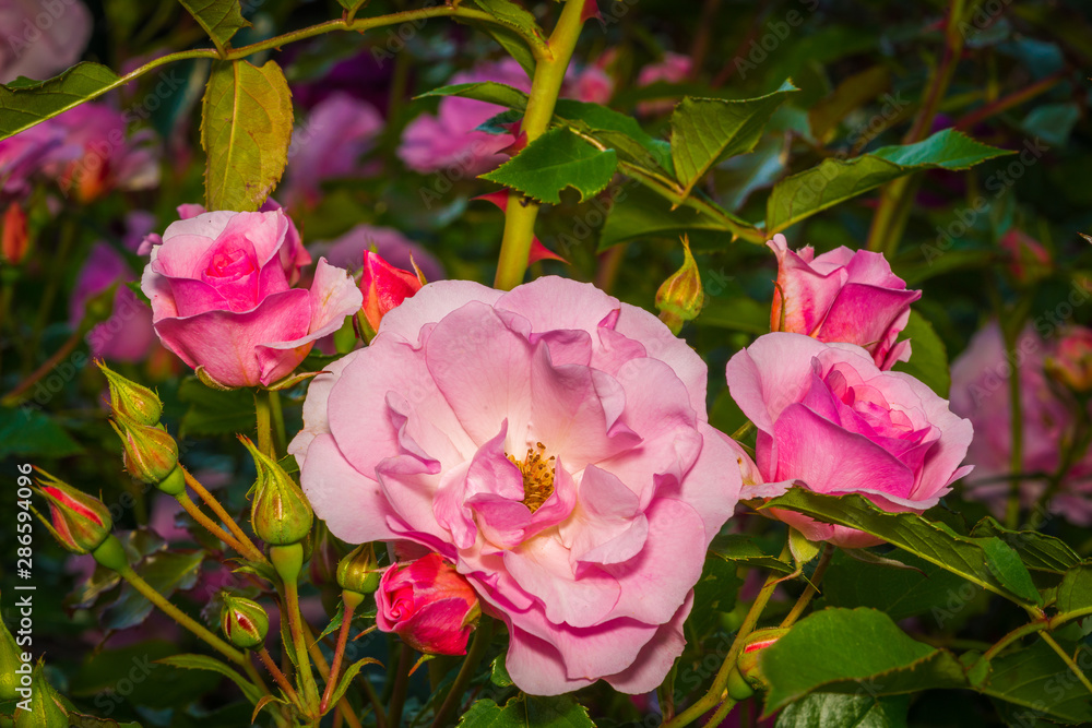 pink peony flowers and red roses in the garden