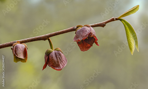 Flowers and first leaves of pawpaw tree (Asimina triloba) in forest of Shenandoah National Park in Virginia photo