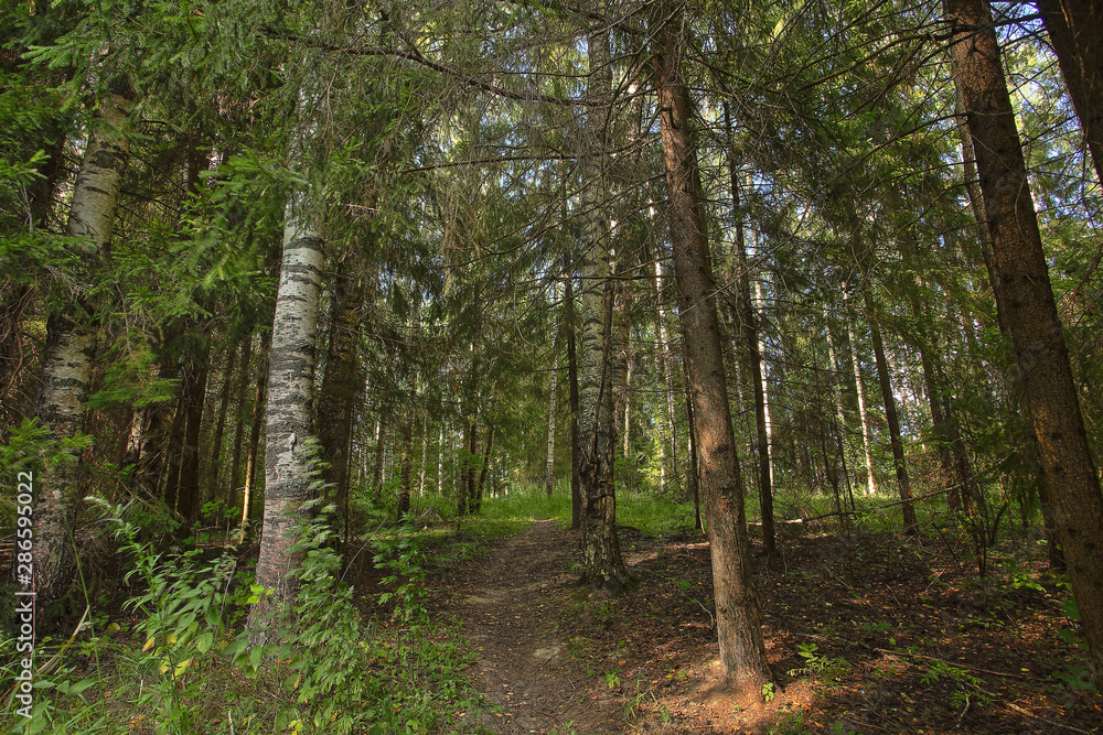 Fototapeta premium autumn beautiful panoramic rural landscape