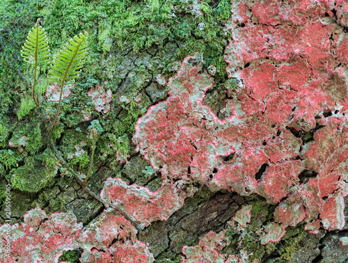 Christmas lichen (Cryptothecia rubrocincta), moss, and fern growing on tree trunk on the coastal plain of South Carolina. photo