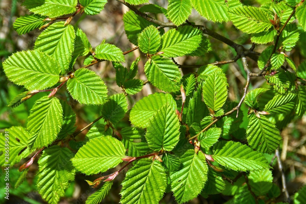 branch with green beech leaves branch with green beech leaves