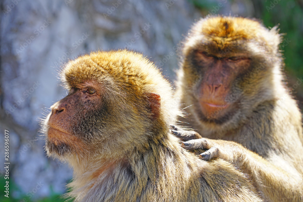 Obraz premium View of two wild Barbary Macaque monkeys grooming each other at the top of the Rock of Gibraltar