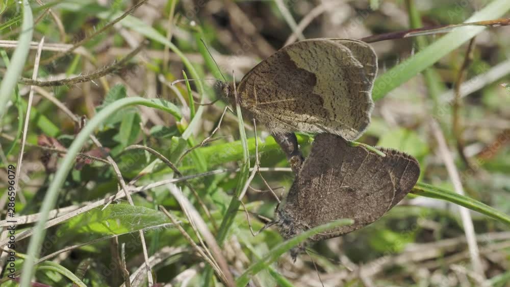 Meadow Brown Butterfly (Maniola jurtina) Mating Meadow Brown Butterfly (Maniola jurtina) Mating