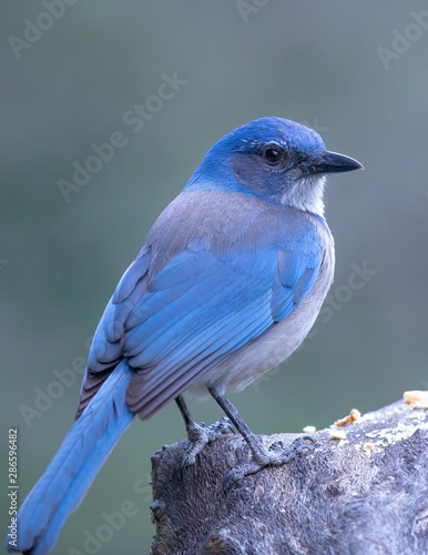 Woodhouse scrub jay on perch photo