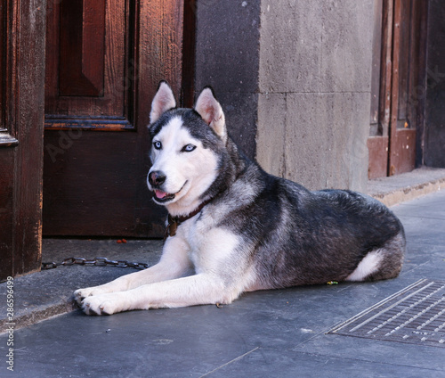 perro huski vigilando puerta de casa de madera