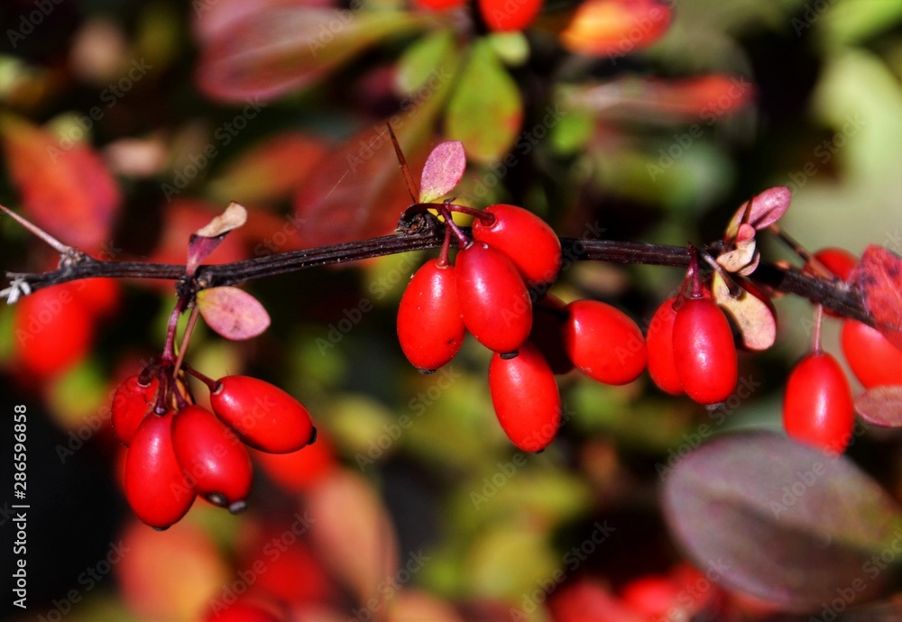 A branch with Cornus Mas fruit