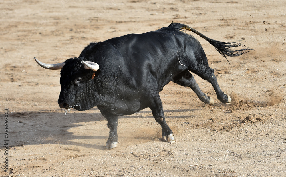 toro bravo español en una plaza de toros toro bravo español en una plaza de toros