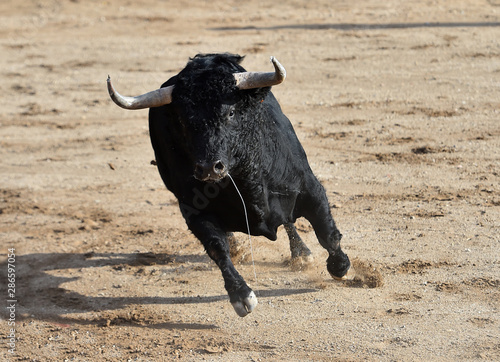 toro bravo español corriendo en una plaza de toros en un tradicional espectaculo en españa