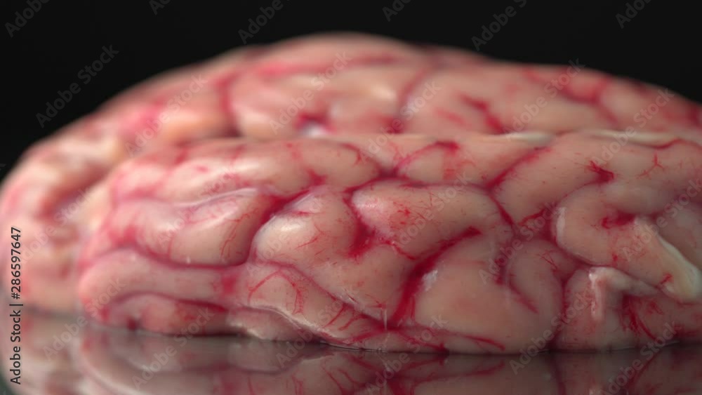Brain with damage zones and infection concept prop for the science or horror Halloween. For doctor demonstration, real time anatomy study in medical clinic for surgery students. Brain with damage zones and infection concept prop for the science or horror Halloween. For doctor demonstration, real time anatomy study in medical clinic for surgery students.