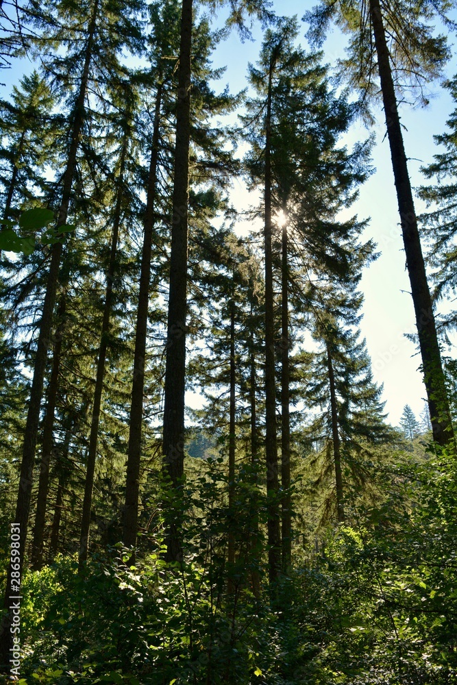 Trees Dimple Hill Corvallis Oregon Mountains Forest