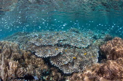 A school of damselfish flutter above beautiful corals in shallow water amid the remote islands of Raja Ampat, Indonesia. This equatorial region is possibly the center for marine biodiversity.