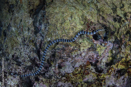 A Banded sea krait swims along a limestone wall amid the remote islands of Raja Ampat, Indonesia. This equatorial region is possibly the center for marine biodiversity.