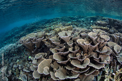 Fragile foliose corals thrive in shallow water amid the remote islands of Raja Ampat  Indonesia. This equatorial region is possibly the center for marine biodiversity.
