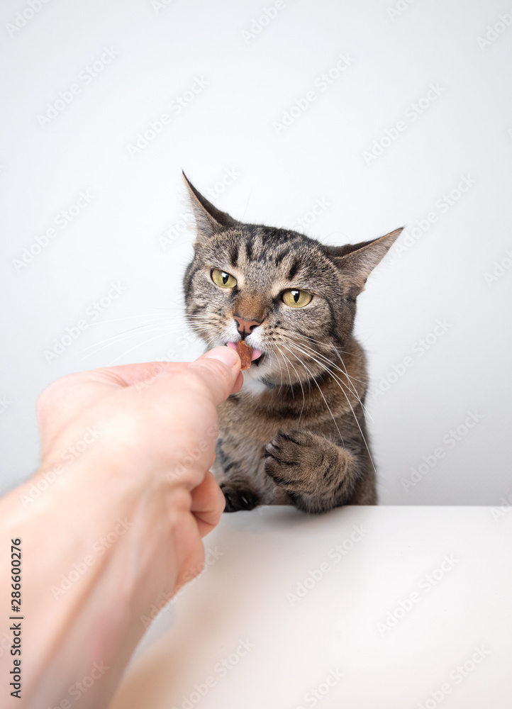 human hand feeding cat with treat. Studio shot of a tabby domestic shorthair cat on white background looking ahead
