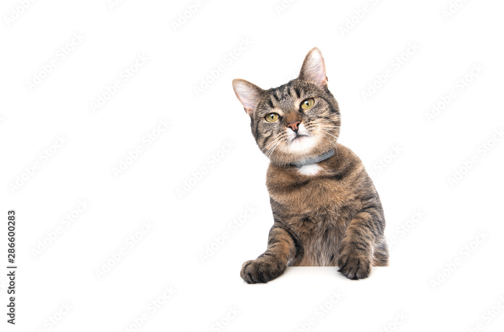 Studio shot of a tabby domestic shorthair cat isolated on white background leaning on banner with copy space looking at camera with paws on table begging for food