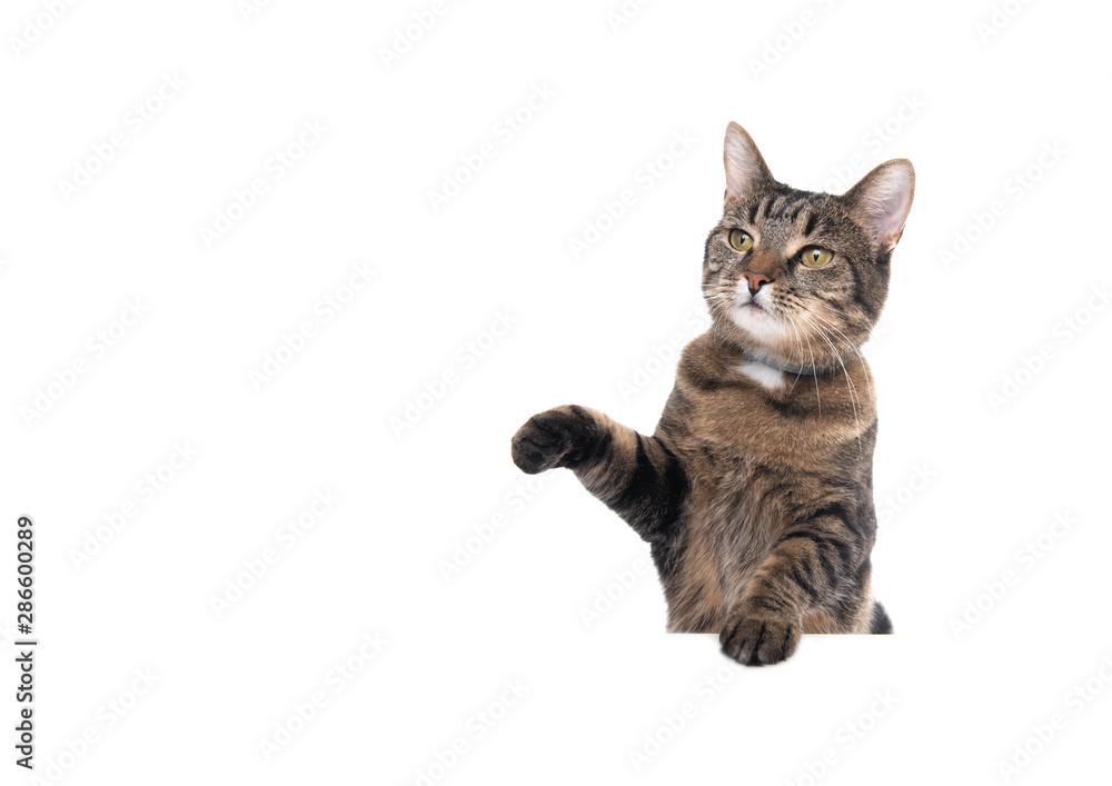 Obraz premium Studio shot of a tabby domestic shorthair cat isolated on white background leaning on banner with copy space begging for treats raising paw looking