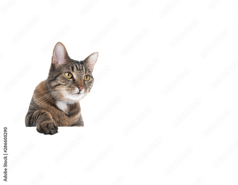 Studio shot of a tabby domestic shorthair cat isolated on white background banner with copy space putting single paw on table looking to the side