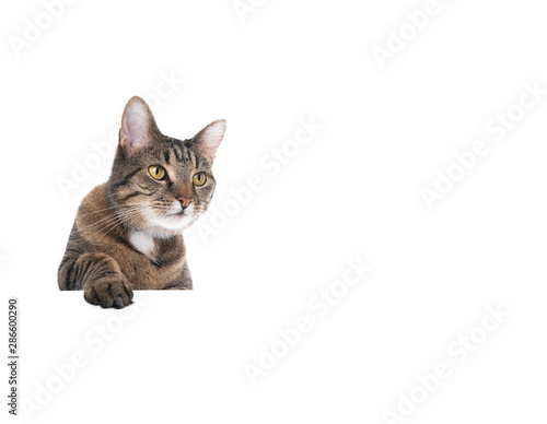 Studio shot of a tabby domestic shorthair cat isolated on white background banner with copy space putting single paw on table looking to the side