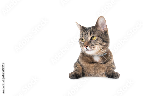 Studio shot of a tabby domestic shorthair cat isolated on white background banner with copy space putting paws on table looking to the side