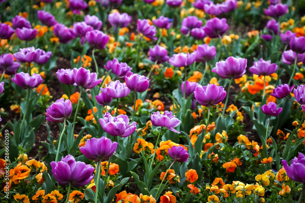 Group of flowers Group of flowers
