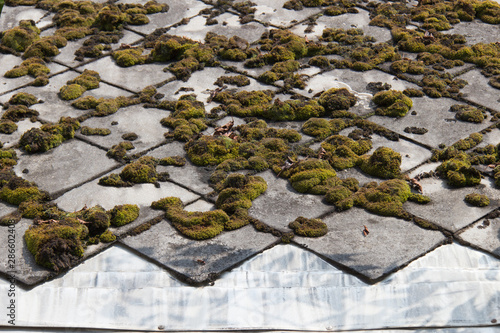 green moss on the old tile roof background