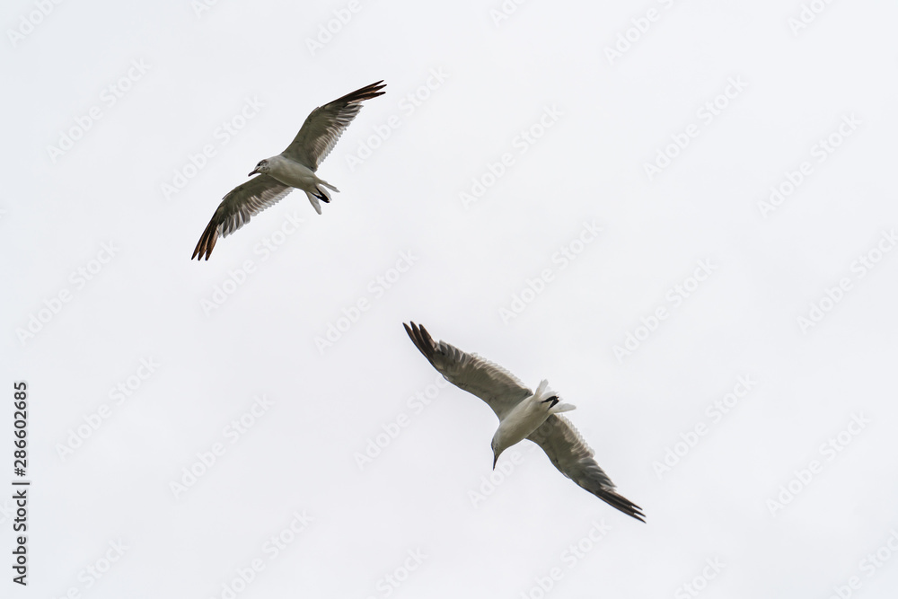 Obraz premium flying seagulls