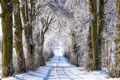 Fototapeta Naklejka Na Ścianę i Meble -  Allee im Winter in Masuren
