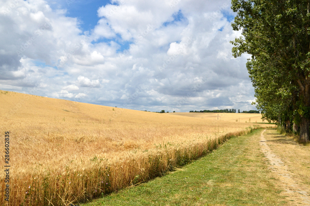 Obraz premium landscape with wheat field