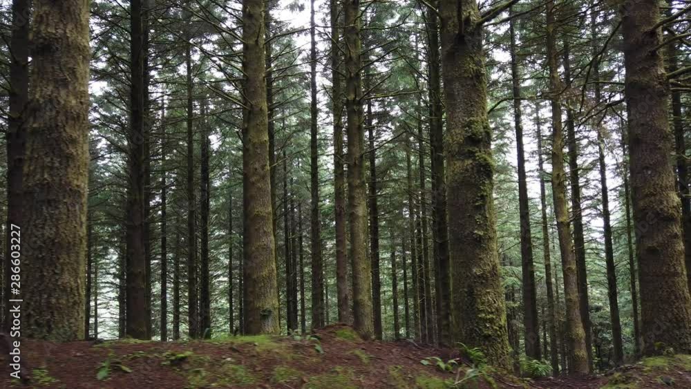Slow motion pan of pine tree forest on the woods In Madeira island, Portugal Slow motion pan of pine tree forest on the woods In Madeira island, Portugal