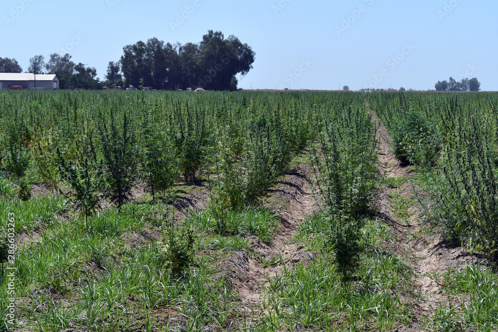 Marijuana CBD hemp plants field. Medicinal and recreational marijuana plants