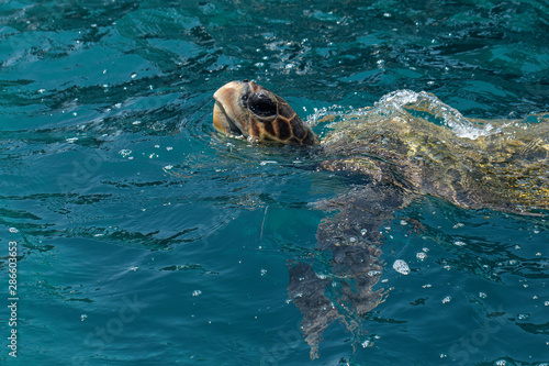 Green sea turtle Caretta caretta comes to the surface for breathing