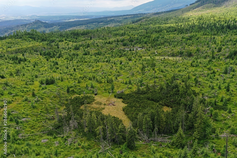 Aerial view of coniferous mountain forest in Vysoke Tatry mountains, Slovakia, recovering after disastrous windstorm slash. Group of more durable trees in front.
