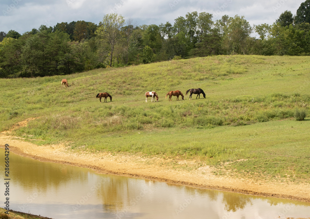 Horses Graze in the Afternoon Sun Horses Graze in the Afternoon Sun