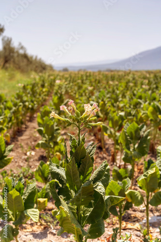 Tobacco (Nicotiana tabacum) growing in the foothills