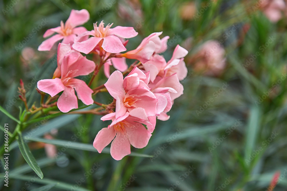 Flowering bush of pink oleander. Oleander is often used in landscape design as an ornamental plant in regions with a subtropical climate.